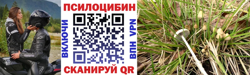 Купить закладки  Александровск  Псилоцибиновые грибы Magic Shrooms 